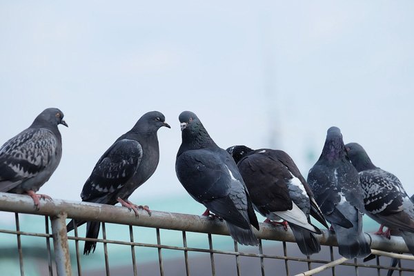 Mauli Bird control in Pune